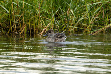 Eurasian Teal Duck (Anas crecca), commonly found in wetlands across Europe and Asia. Bull Island.