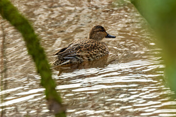 Eurasian Teal Duck (Anas crecca), commonly found in wetlands across Europe and Asia. Bull Island.