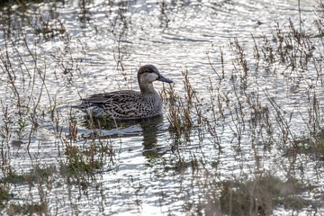 Eurasian Teal Duck (Anas crecca), commonly found in wetlands across Europe and Asia. Bull Island.