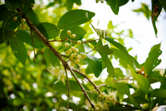 Sunny sky over cluster of blooming Syzygium samarangense or java apple flowers, buds, young fruits on tree branch leaves at fruit orchard in My Khanh, Can Tho, wax, chomphu, Java, water guava