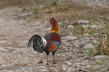 Red Junglefowl (Gallus gallus) flapping its wings in the middle of the motorway. The Red junglefowl is a tropical bird in the family Phasianidae. 