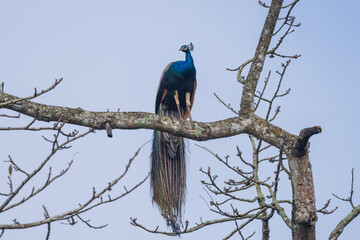 Indian Peafowl or Common Peafowl. The Common Peafowl (Pavo cristatus) known for its colorful plumage, is a large ground-dwelling bird native to South Asia and India