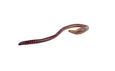 Live earthworm isolated on white background