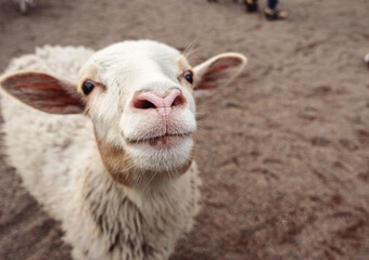 Obraz premium A close-up of a sheep with white wool and a pink nose. It is looking directly at the camera.