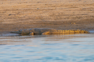 The fish-eating crocodile (Gavialis gangeticus), or gharial, has a long, slender snout with sharp teeth, thrives in rivers, and preys on fish.
