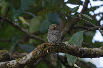 The Jungle Owlet (Glaucidium radiatum) is a small, barred owl found in forests, active at dusk, feeding on insects, reptiles, and small prey.