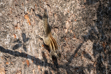 The Five-striped Palm Squirrel (Funambulus pennantii) is a small, agile rodent with five distinctive stripes, native to India, known for its chirping calls, tree-climbing, and nut-foraging.