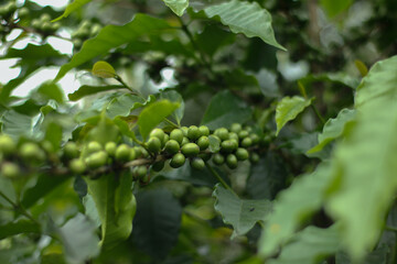 horizontal photo of fresh green coffee berries on their stems in an Indonesian plantation