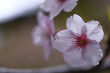 色鮮やかなピンク色の早咲き桜