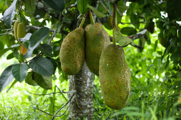 close up horizontal photo of fresh jackfruit on a tree in an Indonesian garden