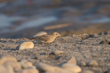The Sand Lark (Alaudala raytal) is a small, ground-dwelling bird found in sandy riverbanks, known for its camouflage, melodic calls, and foraging.