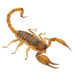 Bark Scorpion AI Generated Image
