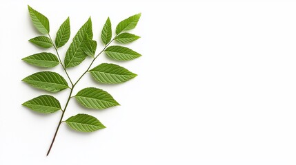 Obraz premium Green leaves branch on white background.