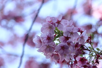 色鮮やかなピンク色の早咲き桜