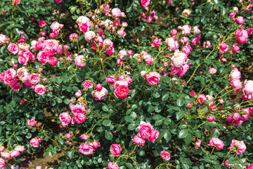 Fototapeta premium Pink purple roses close-up in the summer garden. An English shrub rose Roald Dahl (Ausowlish).
