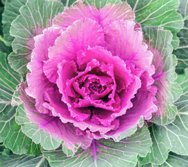 Obraz premium Beautiful fresh violet Cabbage plant leaves background