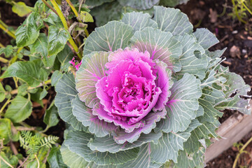 Fresh violet Cabbage plant leaves. Bed of ornamental cabbage