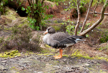 Wild goose Anser anser, wildlife, Ireland