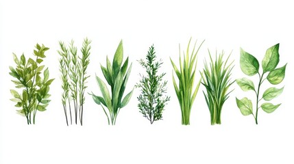 Fototapeta premium Discover the stunning beauty of Scandinavian flora, where delicate grasses and lush leaf elements come together to enrich nature's vibrant green color palette