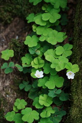 Klee wild im Wald