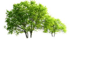 Create Stunning Designs using Transparent Background Kaos