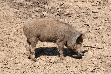 wild boar pig
