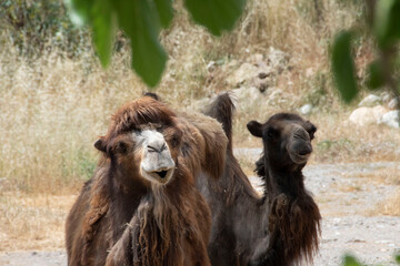 close up camels