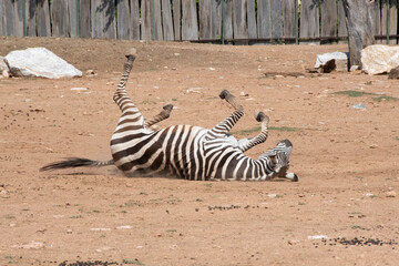 zebra in the zoo