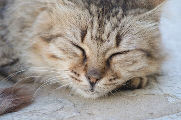 portrait of a cat