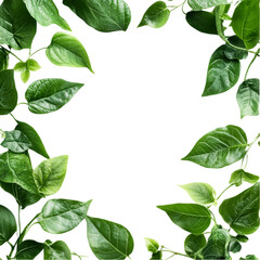 Naklejka premium Vibrant Green Leaves Frame Black Background Nature lush dark copy isolated on transparent background