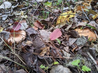 Mushrooms Lactarius deliciosus and Suillus granulatus camouflage themselves in the autumn forest