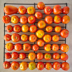 Organic Bounty: Tomatoes Drying on a Rack