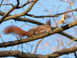 Red squirrel, Sciurus vulgaris. An animal sits on a tree branch against a blue sky
