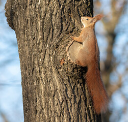 Obraz premium Red squirrel, Sciurus vulgaris. The animal sits on the trunk of a tree, clinging to the bark