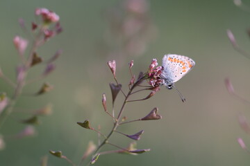 una farfalla licenide al tramonto