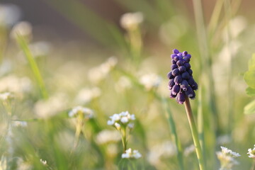 fiore di muscari in primavera