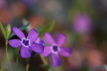 fiori di pervinca nel bosco in primavera