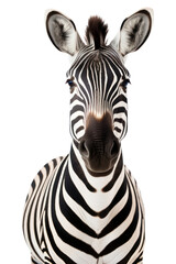 PNG Wildlife animal mammal zebra.