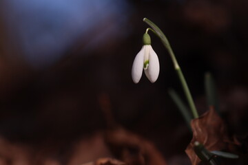 fiori di bucaneve nel bosco in inverno