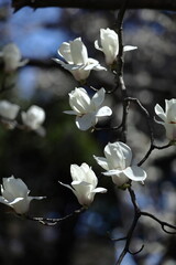 Obraz premium しっとりと美しい花姿