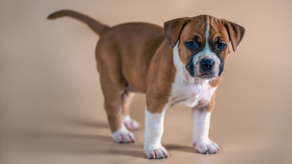 blue-eyed red-and-white Staffordshire Terrier puppy on a light beige background