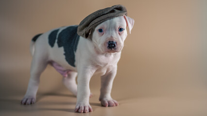 white spotted blue-eyed Staffordshire Terrier puppy in hat on a light beige studio background