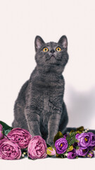 silvery yellow-eyed cat sitting in a bouquet of artificial maroon peonies