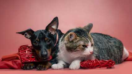 miniature pinscher puppy and cat with valentines day decor close up