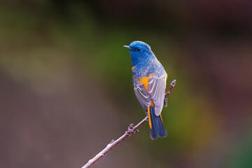 Blue-fronted redstart