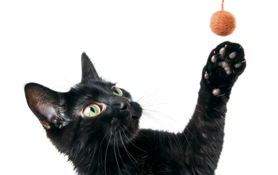 Black Cat Playing on transparent background PNG.