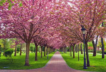 Naklejka premium Spring Blossom Tunnel in the Park