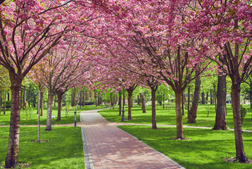 Spring Blossom Tunnel in the Park