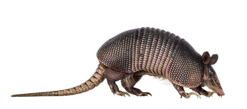 Nine banded Armadillo aka Dasypus novemcinctus, moving side ways high on paws. Looking side ways. Isolated cutout on a transparent background.