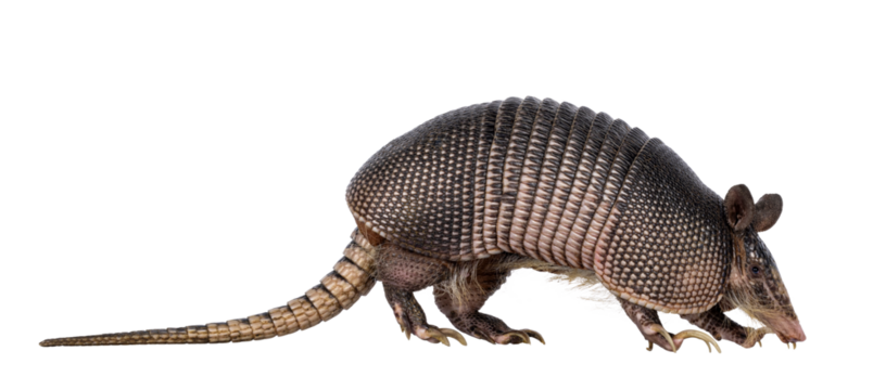 Nine banded Armadillo aka Dasypus novemcinctus, moving side ways high on paws. Looking side ways. Isolated cutout on a transparent background.